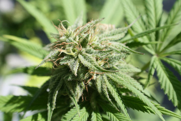 Cannabis Sativa Marijuana Plant Close Up With Bud Growing High Quality 