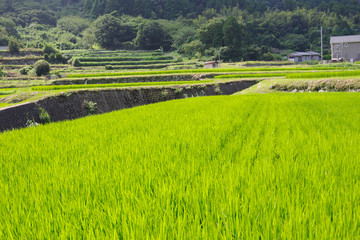 田植えのある田舎の風景