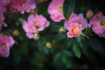 Obraz premium close up pretty pink orange roses in spring season