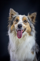 Gray and white border collie dog portrait with black background in the studio. Space for writing and advertising