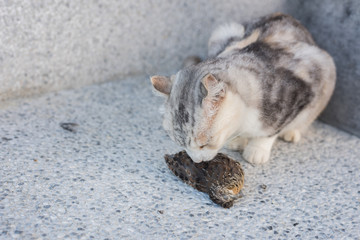 cat catch and hunting