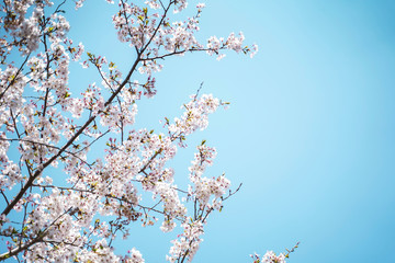 桜の季節
