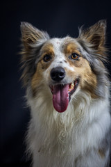 Gray and white border collie dog portrait with black background in the studio. Space for writing and advertising