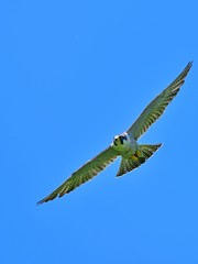 青空バックに飛ぶハヤブサの飛翔シーン