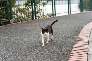 stray cat walk on the street