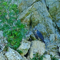 岩場で親の帰りを待つハヤブサの幼鳥