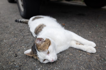 stray cat lying at street