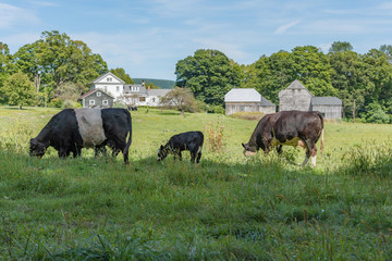 Two cows and a calf grazing in field on New England farm in summer