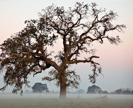 Valley Oak 