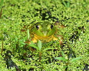 Bullfrog stares at the camera