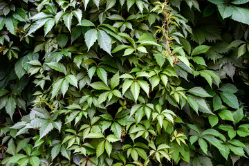 the wall is shrouded in green ivy with large leaves