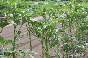 Okra flowers / Okra is a healthy vegetable rich in vitamins, minerals and dietary fiber. The flowers are also delicious when eaten in salads.