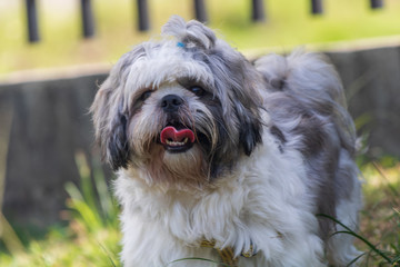 beautiful spring portrait of adorable gray and white shih tzu in the blossoming park