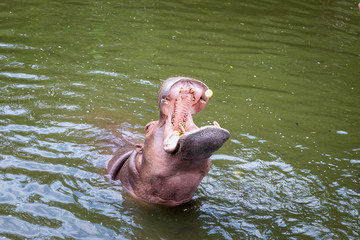 Hippo with open muzzle in the water.Hippopotamus or hippo, is a large, mostly herbivorous, semiaquatic mammal native to sub-Saharan Africa