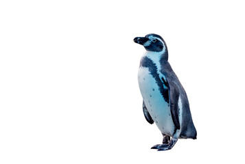 Obraz premium little penguin on white blackground.