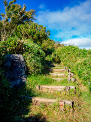 【静岡県伊豆半島】夏の高原風景【伊豆山稜線歩道・だるま山周辺】