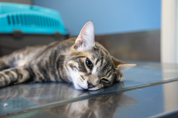 Sedated cat examined by a veterinarian