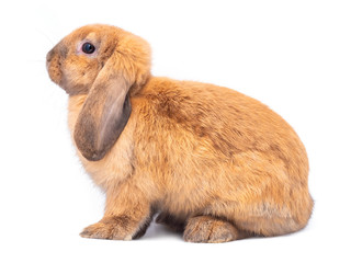 Brown holland lop rabbit sitting and the face upward isolated on white background. Side view of lovely  rabbit sitting.