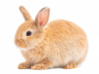 Side view of orange-brown cute baby rabbit isolated on white background. Lovely young rabbit sitting.
