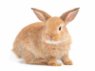 Fototapeta premium Red-brown cute rabbit isolated on white background. Lovely young brown rabbit sitting.