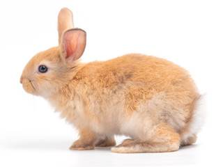 Red-Brown cute  rabbit isolated on white background. Lovely young brown rabbit.