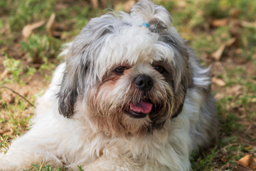 Naklejka na ściany i meble beautiful spring portrait of adorable gray and white shih tzu in the blossoming park