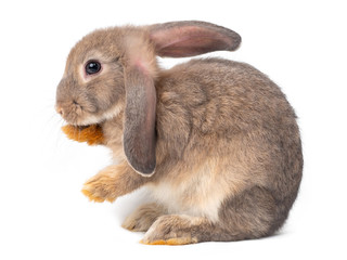 Naklejka premium Gray cute young rabbit isolated on white background. Lovely young gray rabbit standing and licking thair foot.