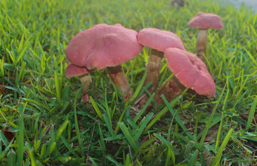 pink mushroom in grass