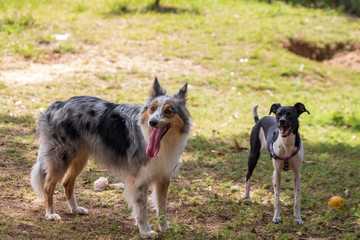 Gray and white border collie and braziliam terrier playing on the green grass