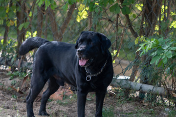 A black labrador taking a rest in a shade of a tree on hot summer day.