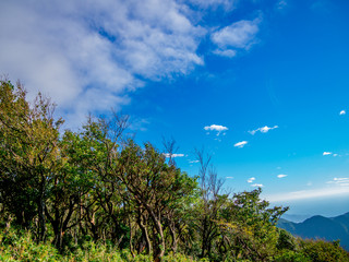 【静岡県伊豆半島】夏の高原風景【伊豆山稜線歩道・だるま山周辺】