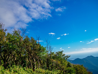 【静岡県伊豆半島】夏の高原風景【伊豆山稜線歩道・だるま山周辺】