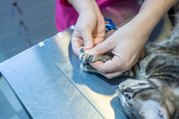 Vet nurse examining the claws of a cat