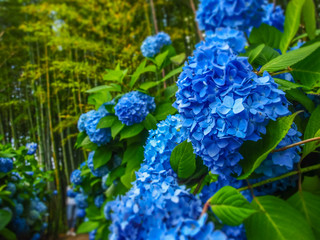 紫陽花　男鹿市・雲昌寺