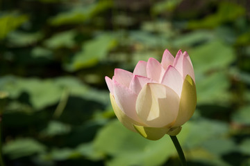 北海道北見市鏡池の蓮の花