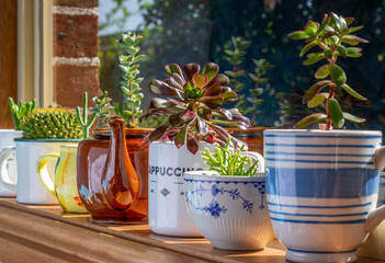 House plants grown in recycled mugs, tea cups, sugar bowl and tea pot displayed in sunny window,...