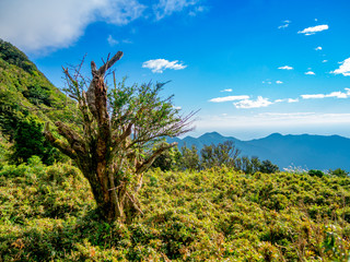 【静岡県伊豆半島】夏の高原風景【伊豆山稜線歩道・だるま山周辺】