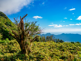 【静岡県伊豆半島】夏の高原風景【伊豆山稜線歩道・だるま山周辺】