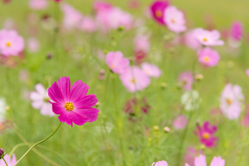 北海道えんがる公園のコスモス畑