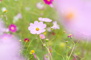 北海道えんがる公園のコスモス畑