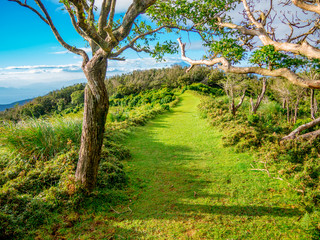 【静岡県伊豆半島】夏の高原風景【伊豆山稜線歩道・だるま山周辺】