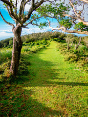 【静岡県伊豆半島】夏の高原風景【伊豆山稜線歩道・だるま山周辺】