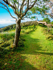 【静岡県伊豆半島】夏の高原風景【伊豆山稜線歩道・だるま山周辺】