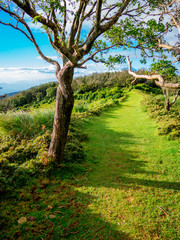 【静岡県伊豆半島】夏の高原風景【伊豆山稜線歩道・だるま山周辺】