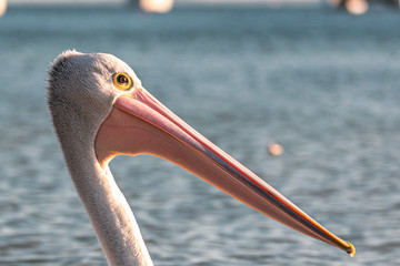 proud pelican on the beach