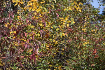 colorful autumn leaves