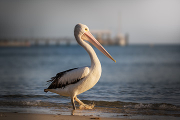 proud pelican on the beach