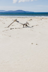 tree branch on the sand on sunny pristine and deserted beach overlooking the South Pacific Ocean