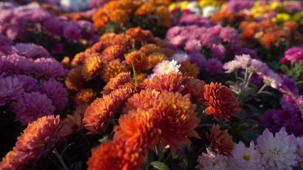 A dolly shot of some beautiful purple flowers blossoming in the garden in spring. A dolly shot of some beautiful purple flowers blossoming in the garden in spring.