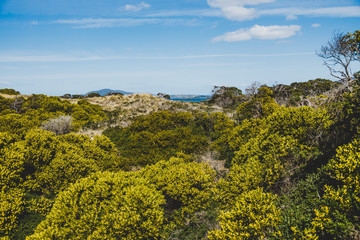 bush of wattle and native Australian plant next to the beach in Marion Bay